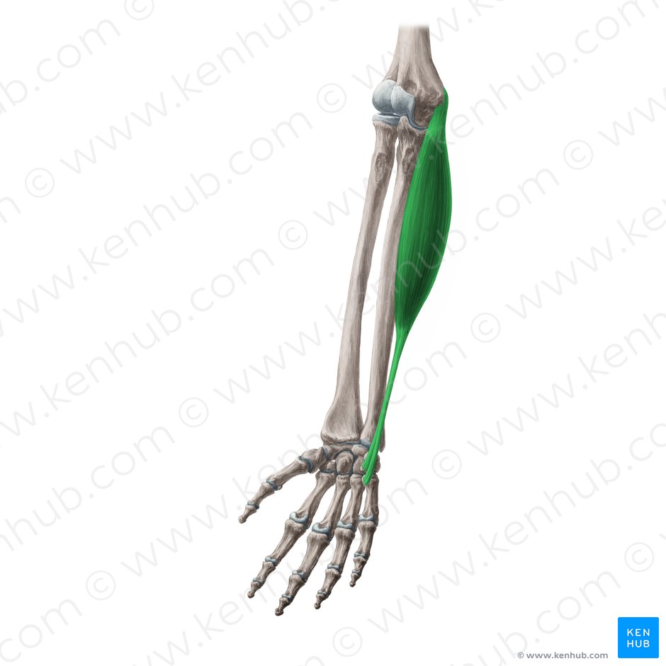 Flexor carpi ulnaris muscle (Musculus flexor carpi ulnaris); Image: Yousun Koh