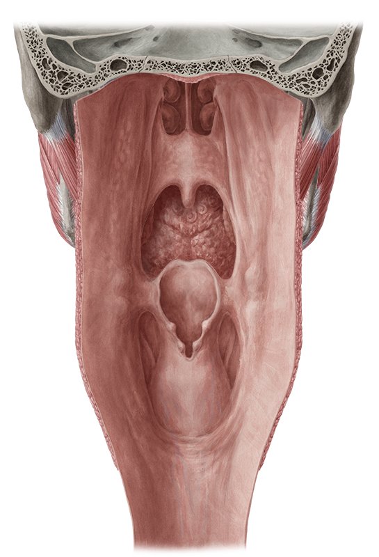 Pharynx (Anatomy) - Study Guide | Kenhub