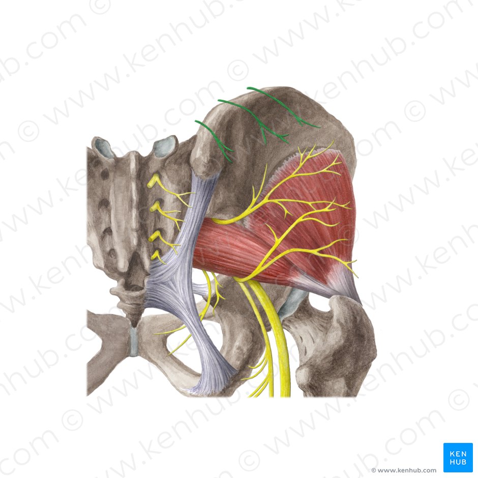 Nervos clúnios superiores (Nervi clunium superiores); Imagem: Liene Znotina