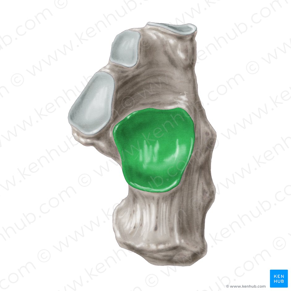 Carilla articular posterior para el talus del calcáneo (Facies articularis talaris posterior calcanei); Imagen: Samantha Zimmerman