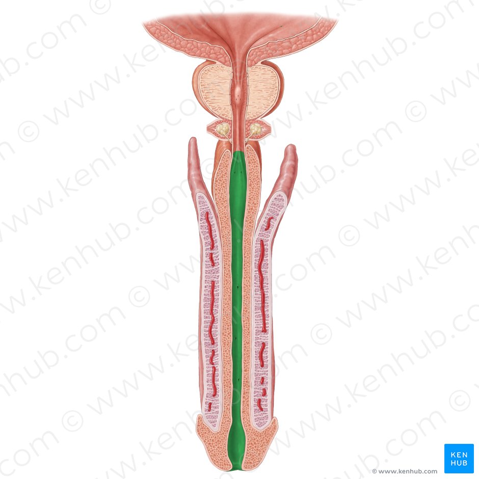 Spongy part of urethra (Pars spongiosa urethrae); Image: Samantha Zimmerman