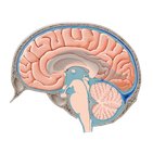 Cisternas subaracnóideas do cérebro