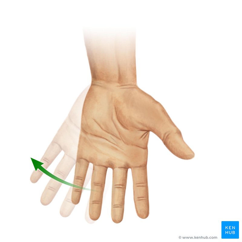 Adduction (ulnar deviation) of hand