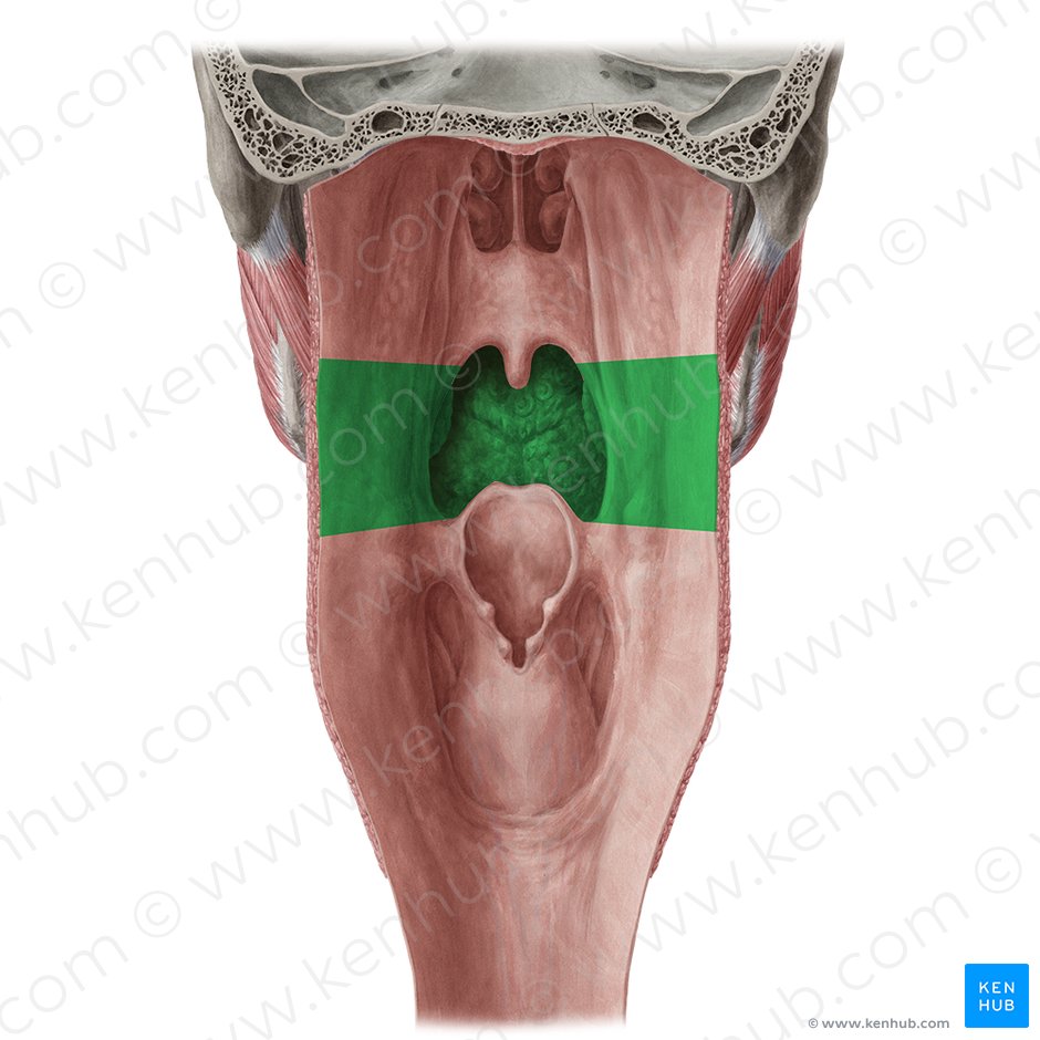 Oropharynx (Pars oralis pharyngis); Image: Yousun Koh
