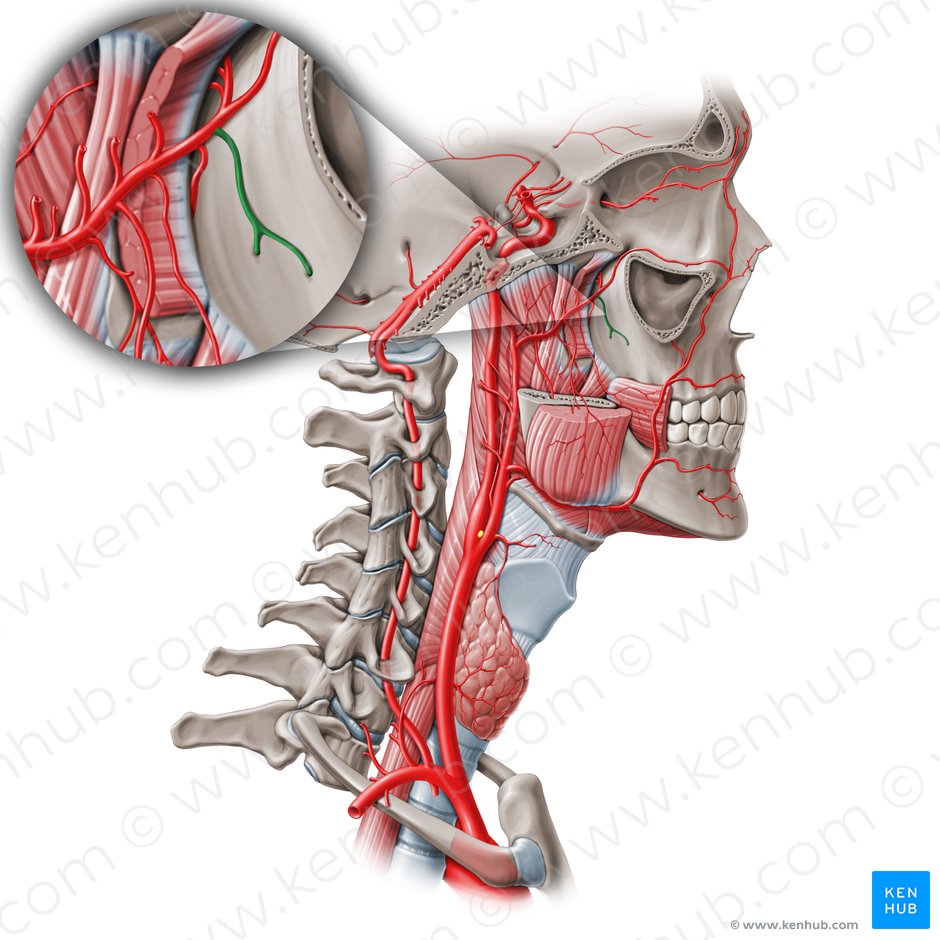 Posterior superior alveolar artery (Arteria alveolaris superior posterior); Image: Paul Kim