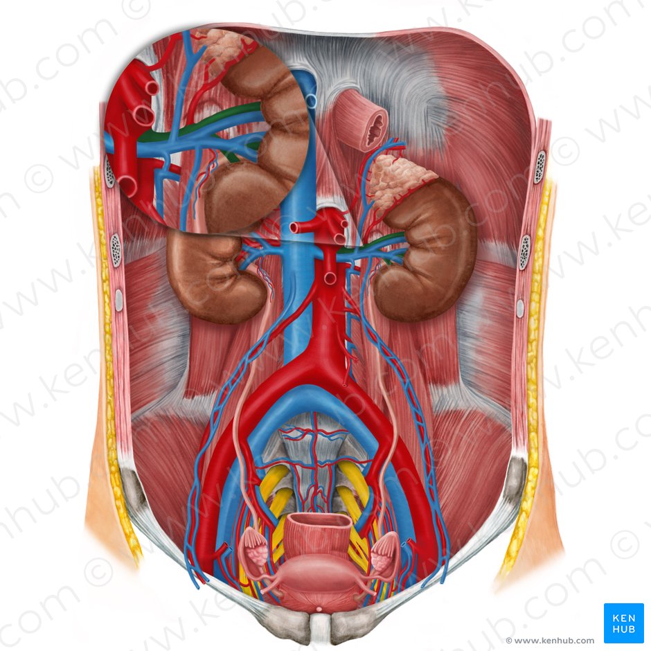 Left renal artery (Arteria renalis sinistra); Image: Irina Münstermann