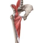 Músculos del muslo