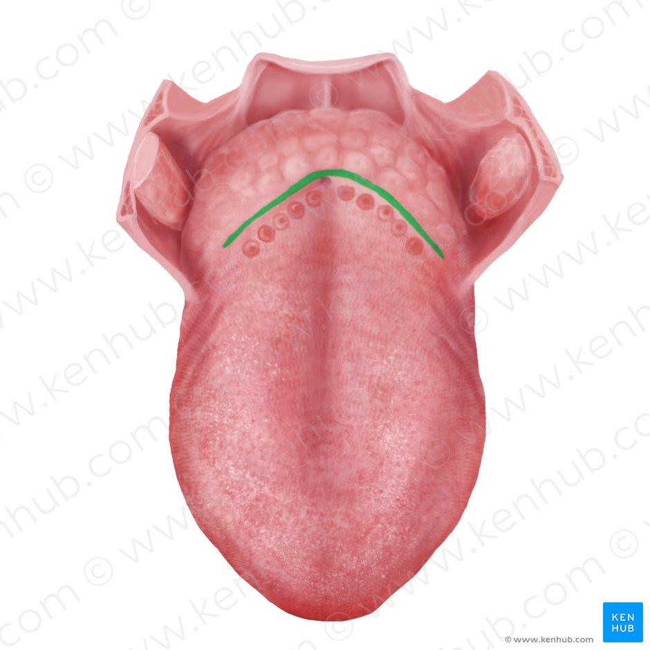 Terminal sulcus of tongue (Sulcus terminalis linguae); Image: Begoña Rodriguez