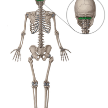 Diagram / Pictures: Skeletal system (Anatomy) | Kenhub
