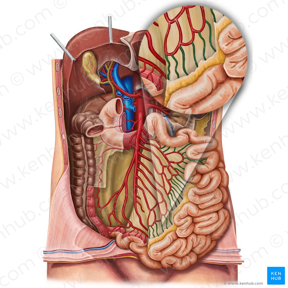 Straight arteries of small intestine (Arteriae rectae intestini tenuis); Image: Irina Münstermann