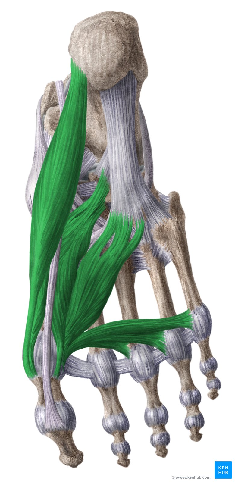 Medial plantar muscles of the foot: Anatomy | Kenhub