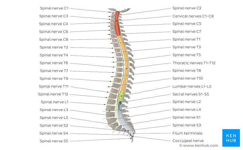 Spinal nerves diagram.