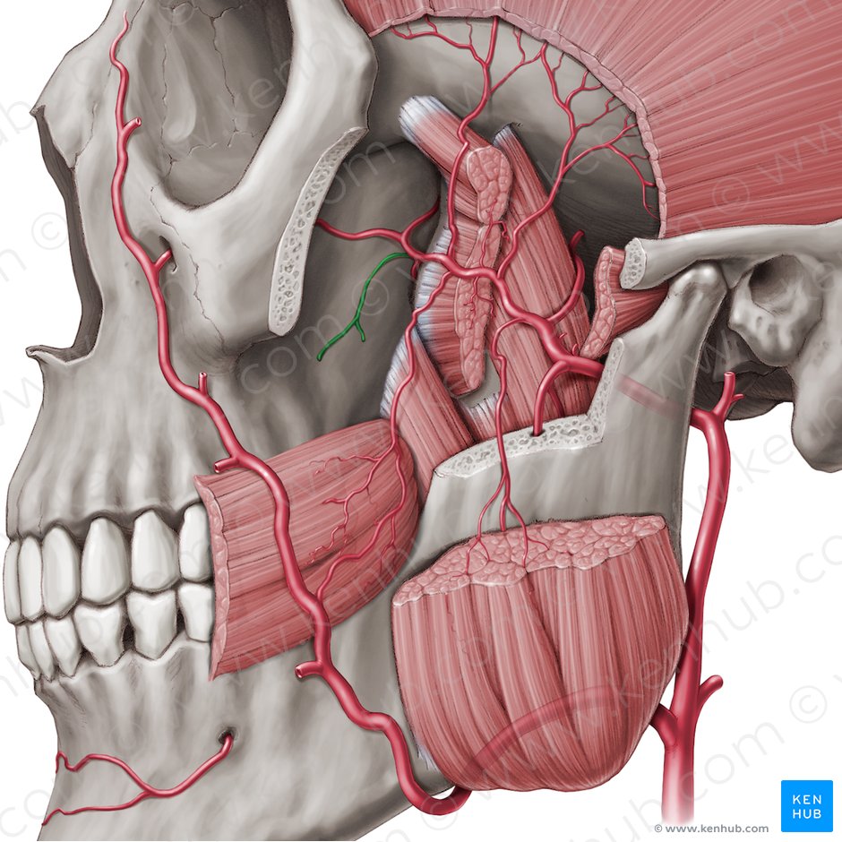 Paranasal sinuses: Anatomy and clinical aspects | Kenhub