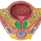 prostate anatomy slideshare A prosztatitis gyulladásának eltávolítása