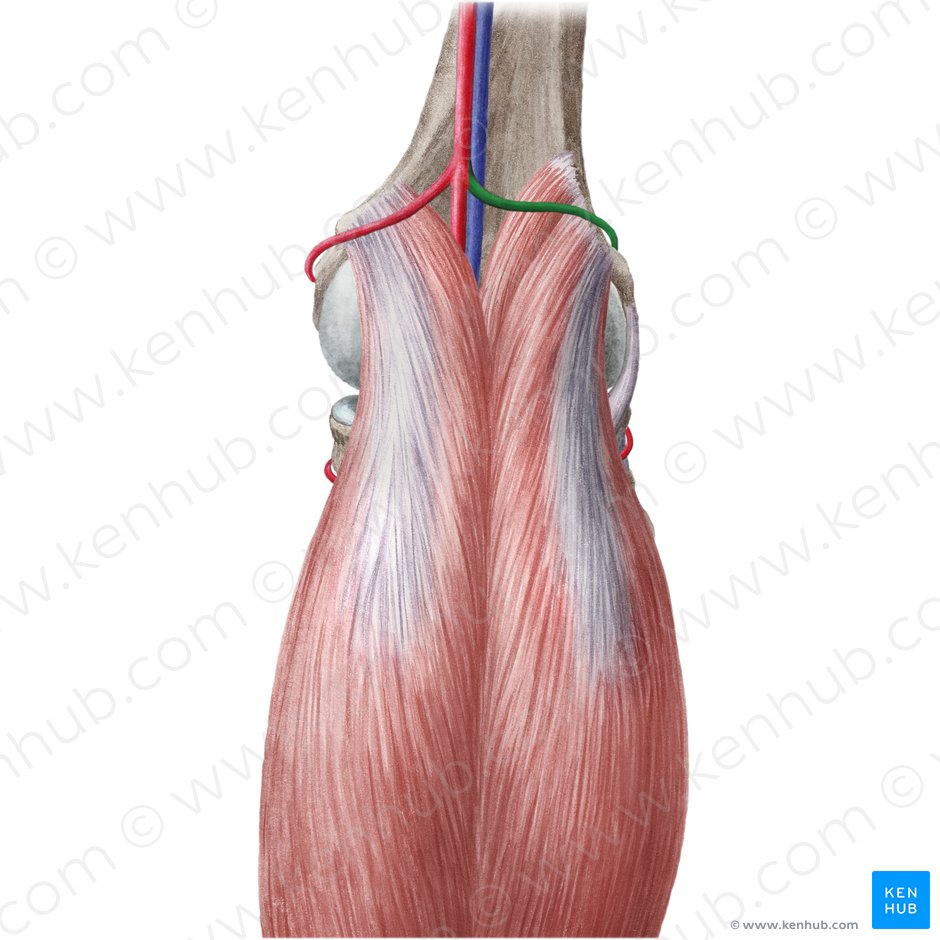 Arteria superior lateralis genus (Obere äußere Kniearterie); Bild: Liene Znotina