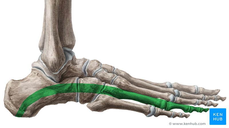Arches of the foot: Anatomy | Kenhub