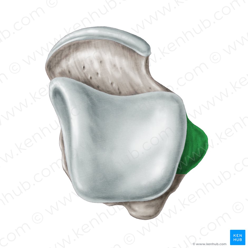 Carilla maleolar lateral del talus (Facies malleolaris lateralis ossis tali); Imagen: Samantha Zimmerman