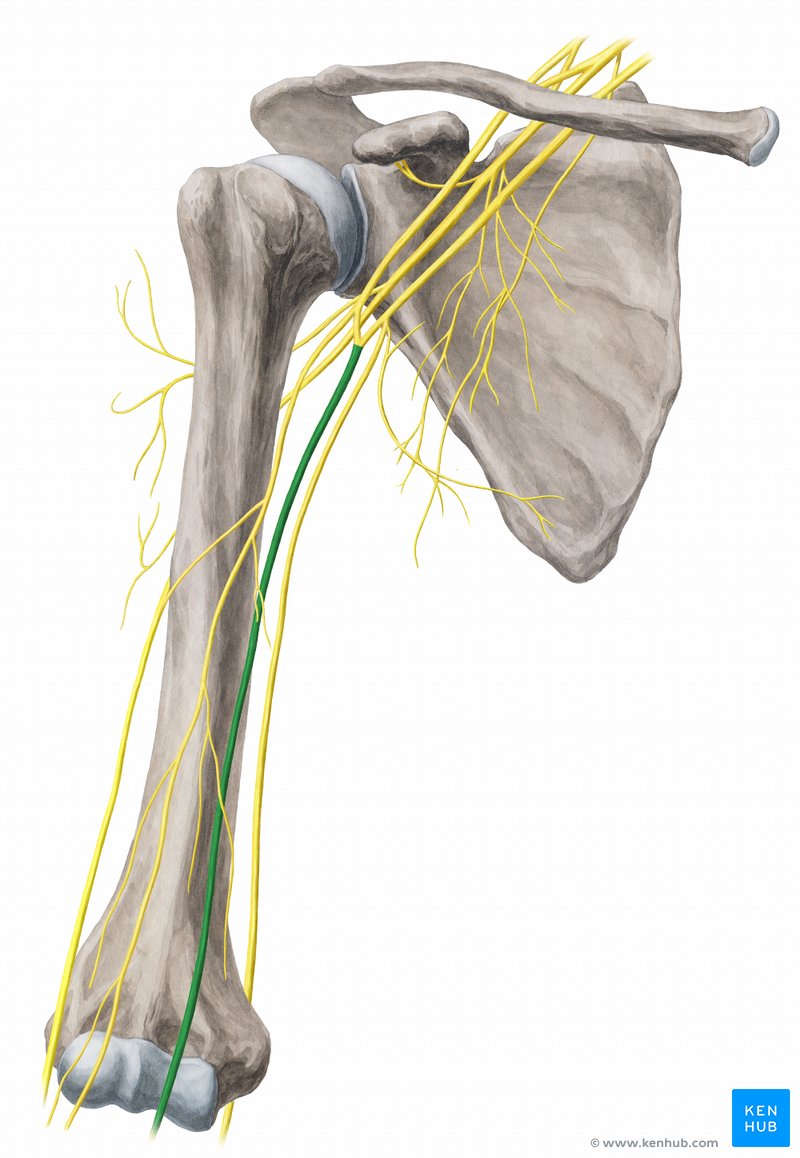 Median nerve - anterior view