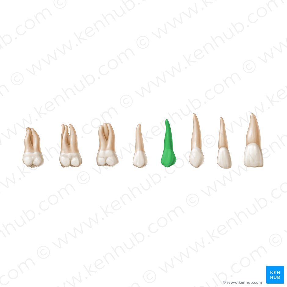 1st premolar tooth (Dentis premolaris 1); Image: Paul Kim