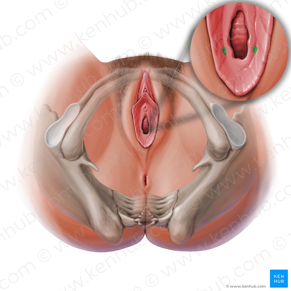 Orificio del conducto de la glándula vestibular mayor (Ostium glandulae vestibularis majoris); Imagen: Paul Kim