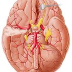 Arteria communicans posterior