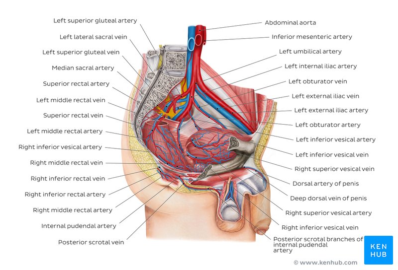 Blood Vessels Of Abdomen And Pelvis Anatomy Overview Kenhub