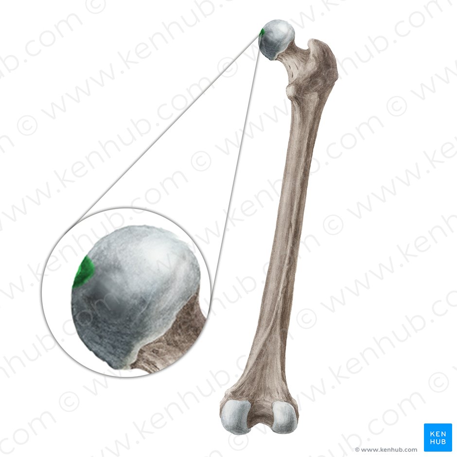 Fosita de la cabeza femoral (Fovea capitis ossis femoris); Imagen: Liene Znotina