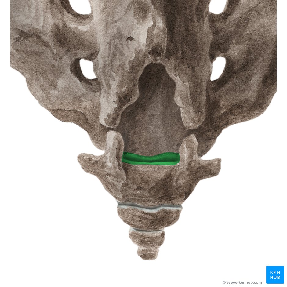 Sacrococcygeal junction: Anatomy, function | Kenhub