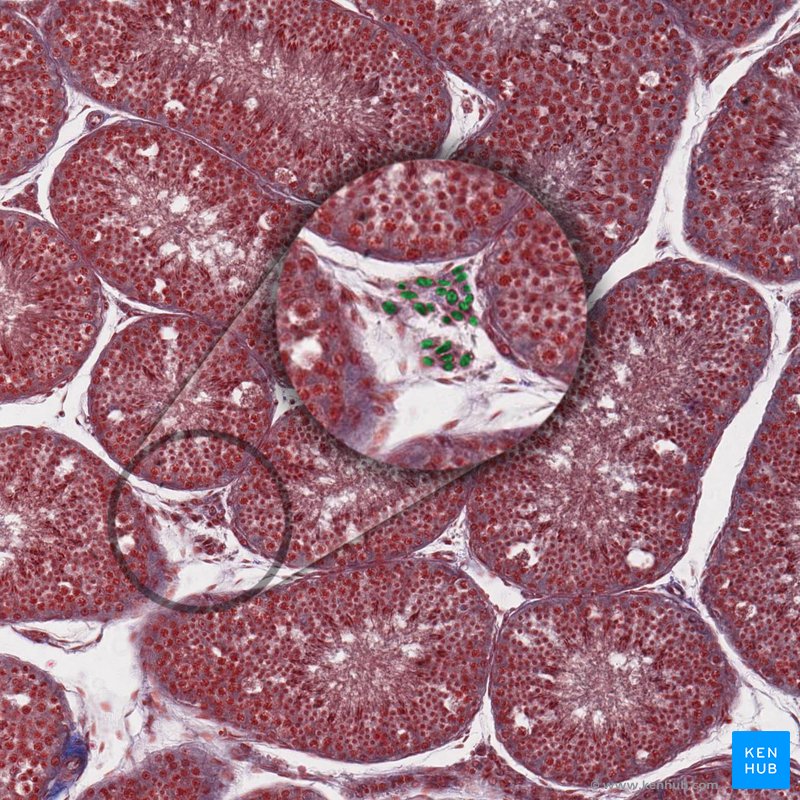 Leydig cells - histological slide