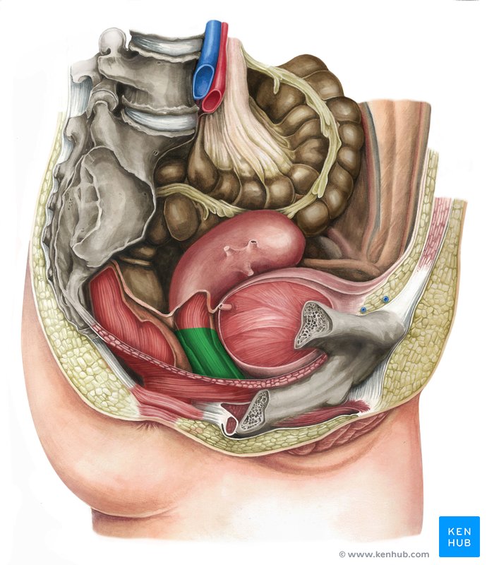Vagina - lateral-right view