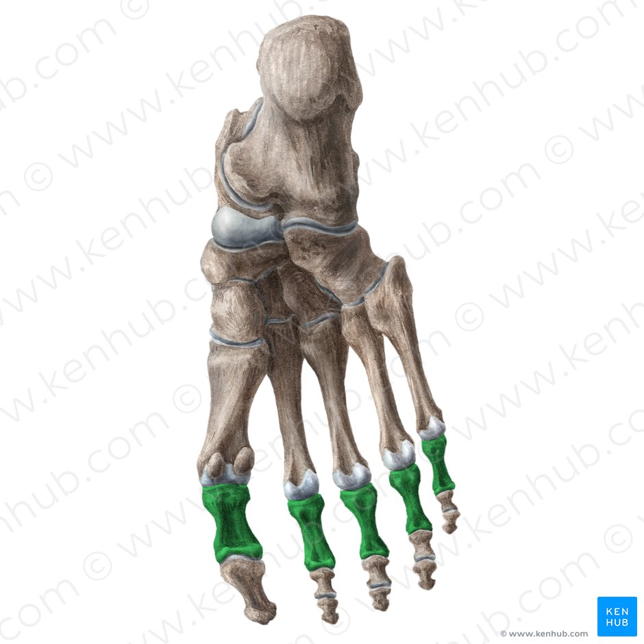 Phalanges proximales pedis (Grundglieder der Zehen); Bild: Liene Znotina