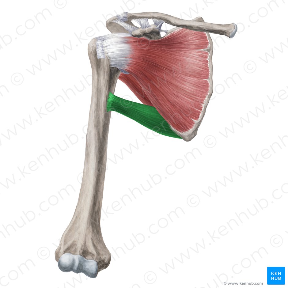 Teres major muscle (Musculus teres major); Image: Yousun Koh
