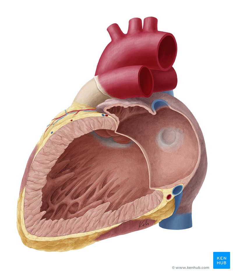 Heart (right and left atrium): Anatomy and function | Kenhub