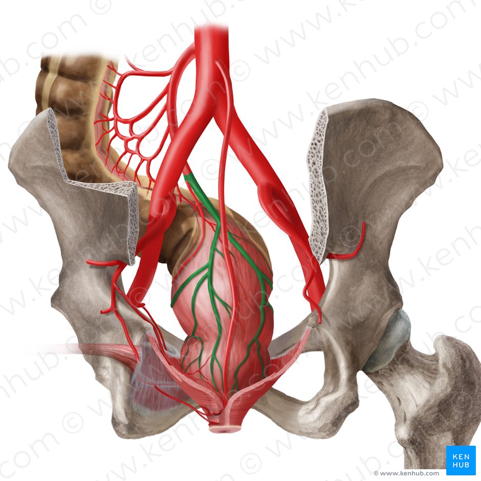 Artéria retal superior (Arteria anorectalis superior); Imagem: Begoña Rodriguez