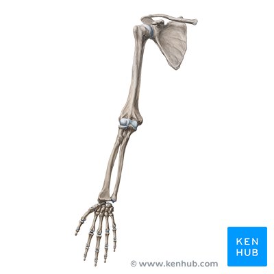 Extremidad superior: El hombro y el brazo son las regiones más proximales que conectan con el tronco.