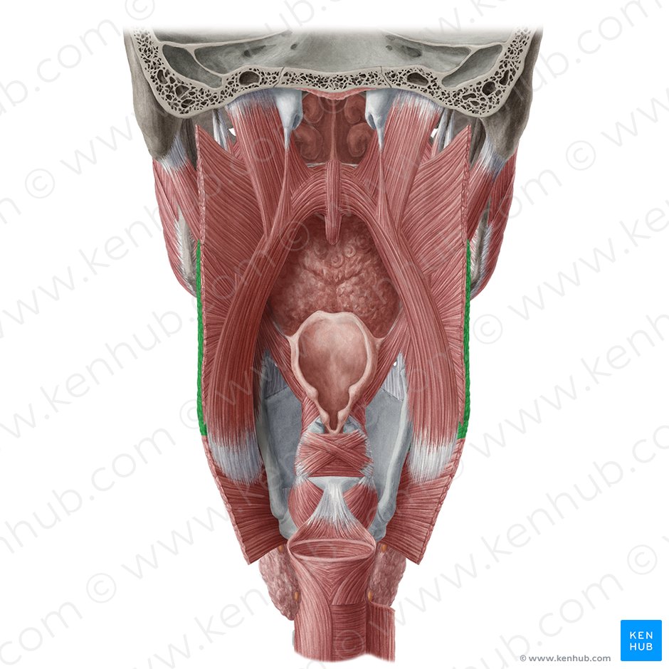 Thyropharyngeal part of inferior pharyngeal constrictor muscle (Pars thyropharyngea musculi constrictoris pharyngis inferioris); Image: Yousun Koh