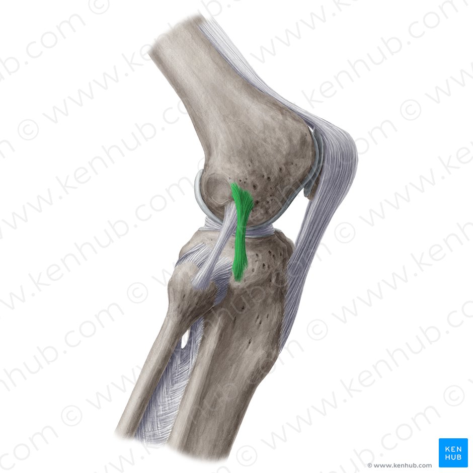 Ligamento anterolateral de la rodilla (Ligamentum anterolaterale genus); Imagen: Yousun Koh