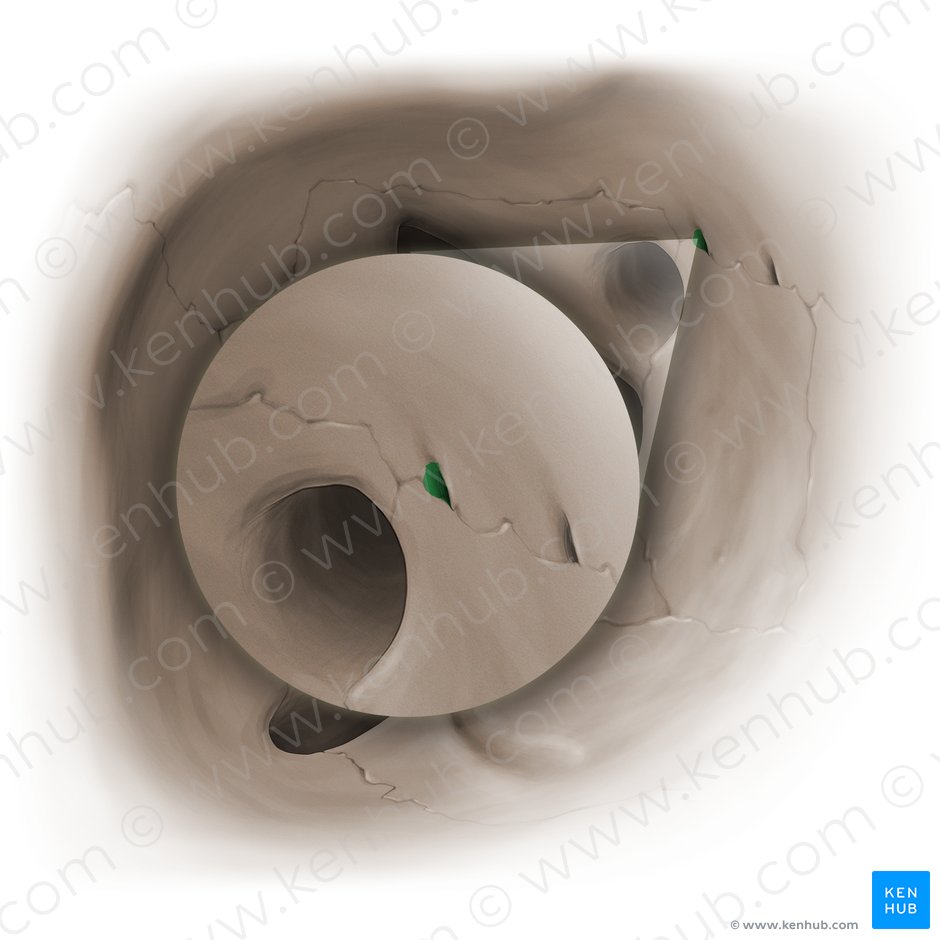 Posterior ethmoidal foramen (Foramen ethmoidale posterius); Image: Paul Kim