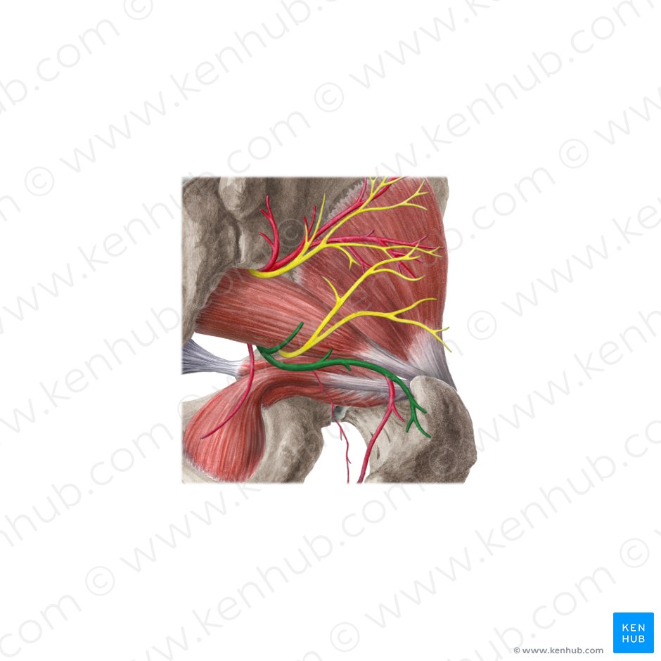 Artéria glútea inferior (Arteria glutea inferior); Imagem: Liene Znotina