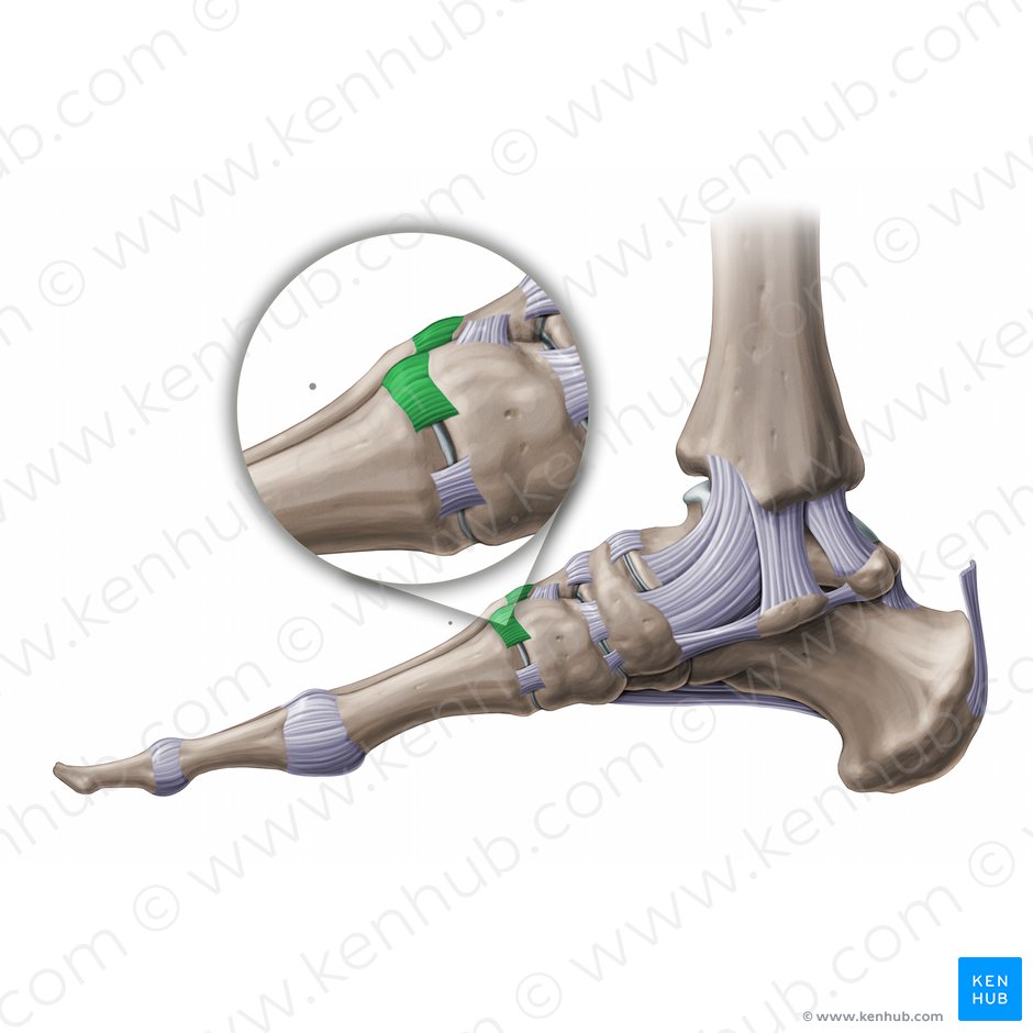 Ligamentos tarsometatarsianos dorsales (Ligamenta tarsometatarsea dorsalia); Imagen: Paul Kim