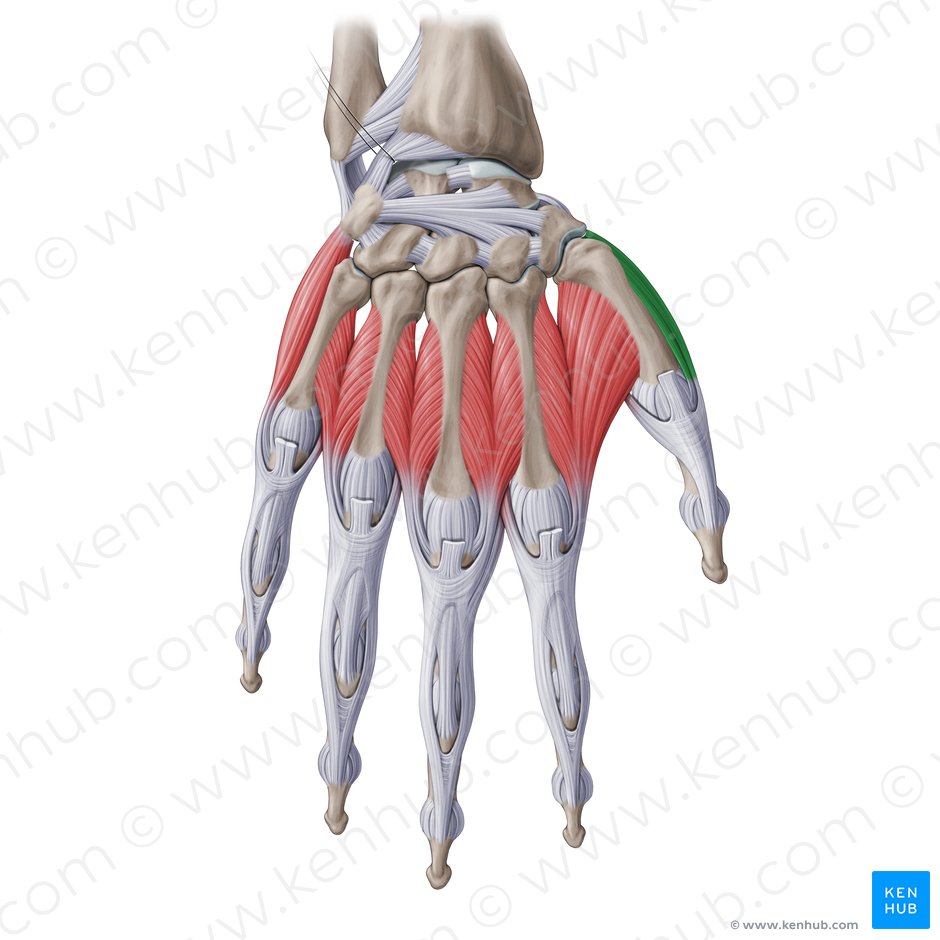 Abductor pollicis brevis muscle (Musculus abductor pollicis brevis); Image: Paul Kim