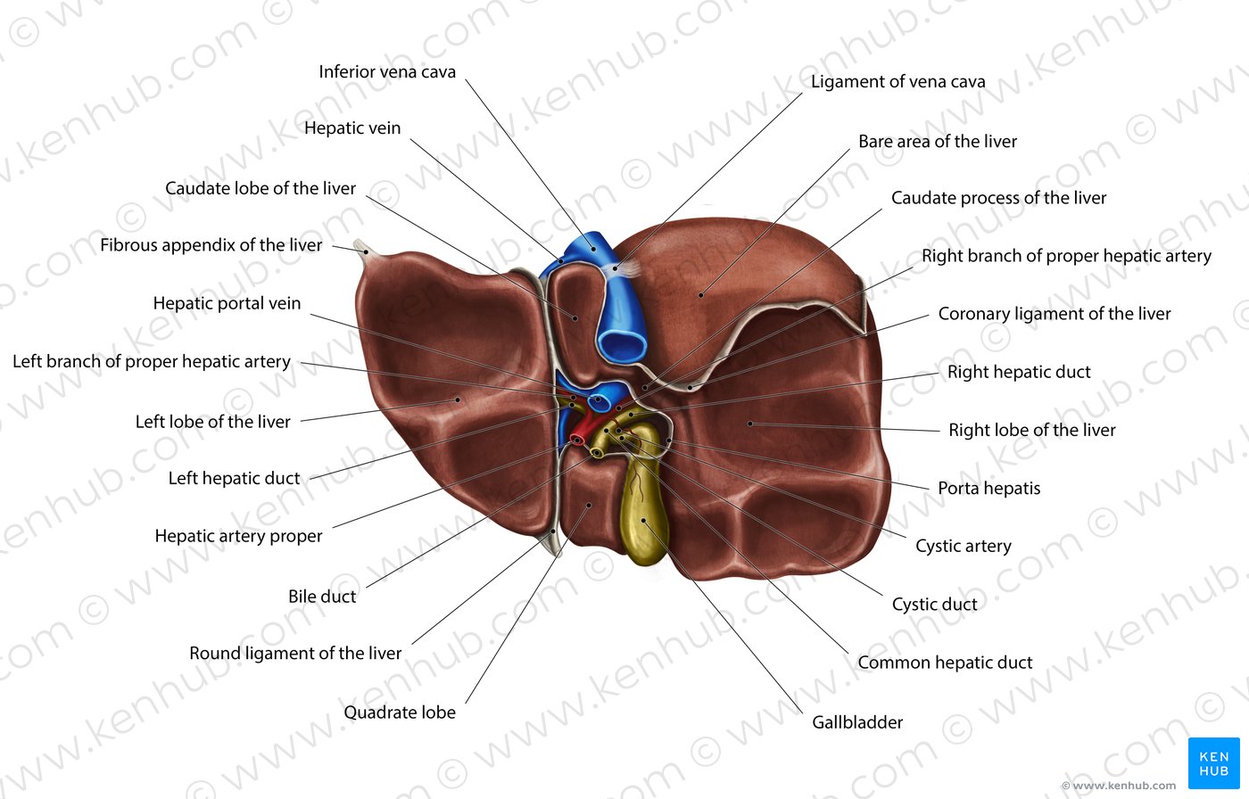 Diagram Pictures Inferior View Of The Liver Anatomy