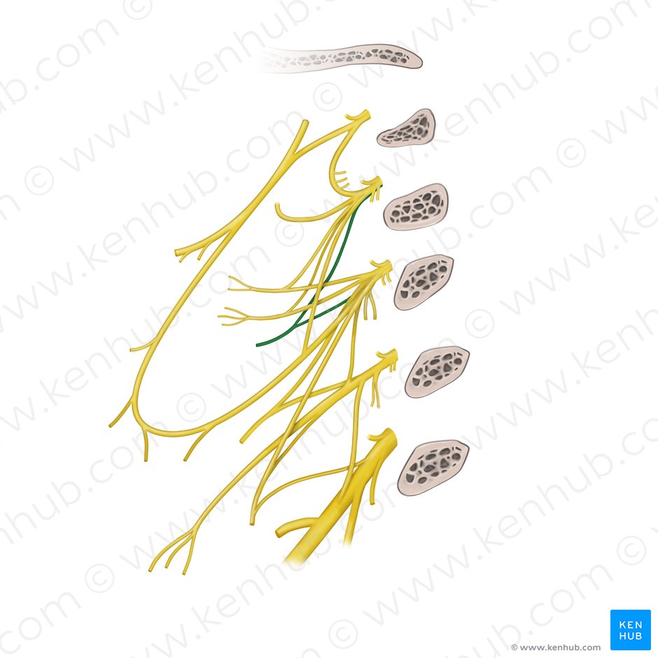 Sternocleidomastoid branch of cervical plexus (Ramus sternocleidomastoideus plexus cervicalis); Image: Paul Kim