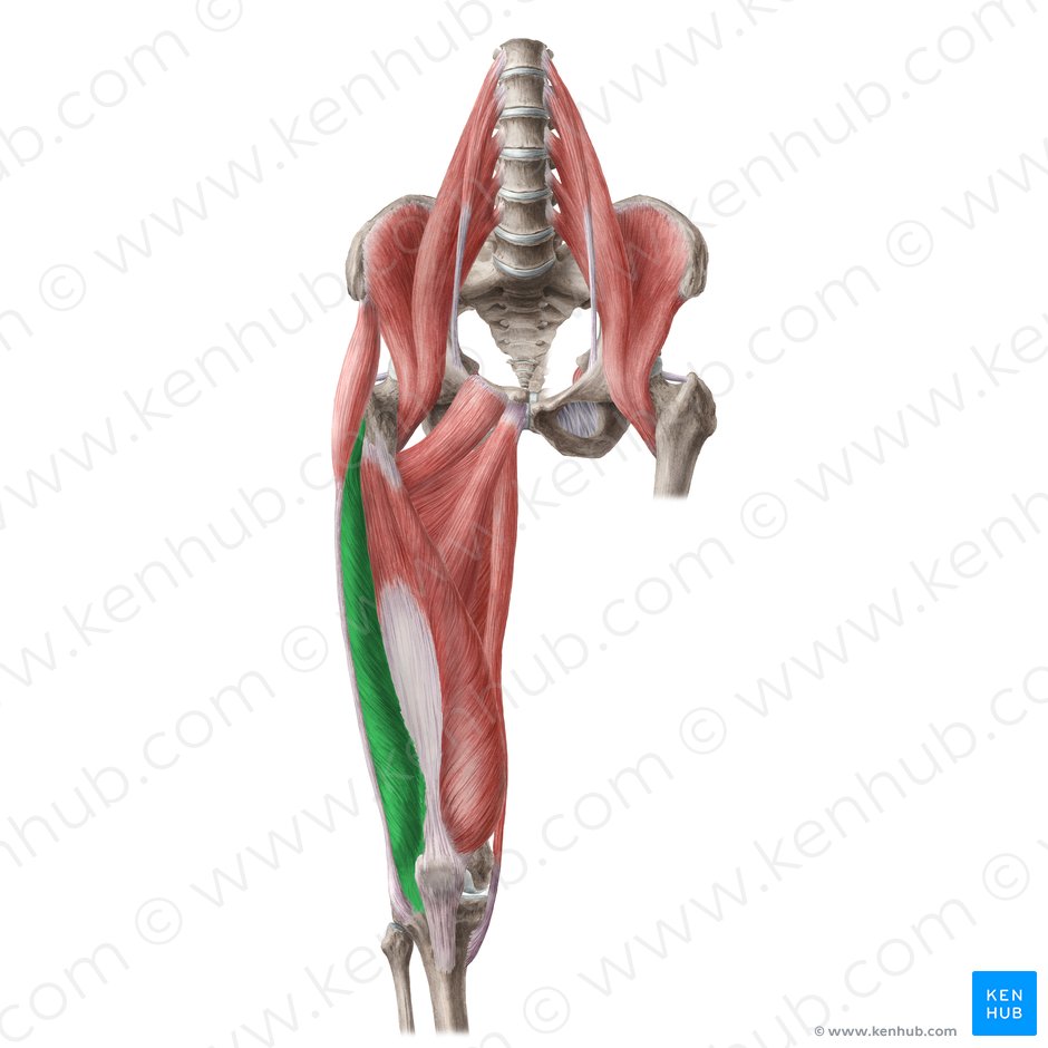 Músculo vasto lateral (Musculus vastus lateralis); Imagen: Liene Znotina