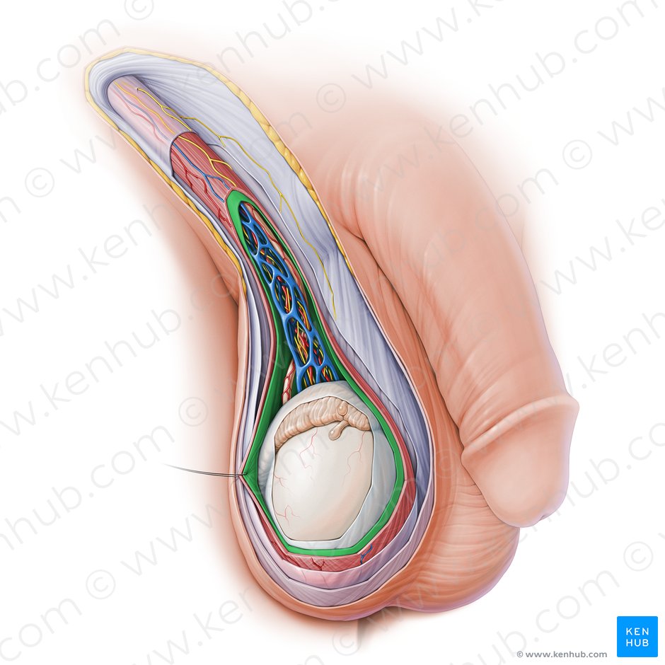 Fascia spermatica interna (Innere Samenfaszie); Bild: Paul Kim