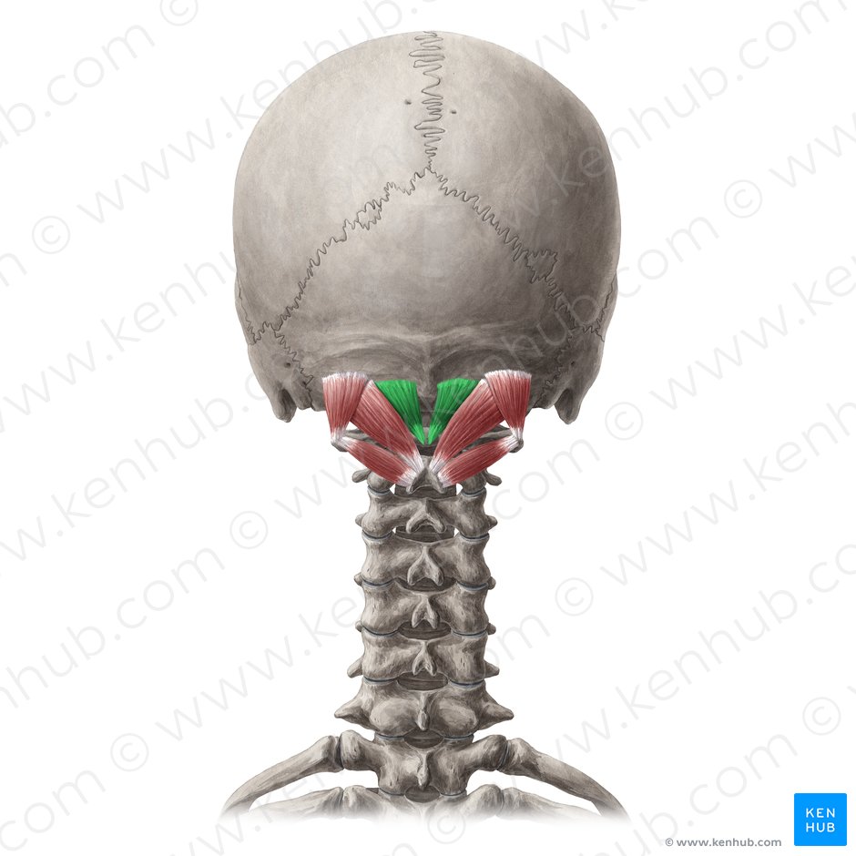 Músculo recto posterior menor de la cabeza (Musculus rectus capitis posterior minor); Imagen: Yousun Koh