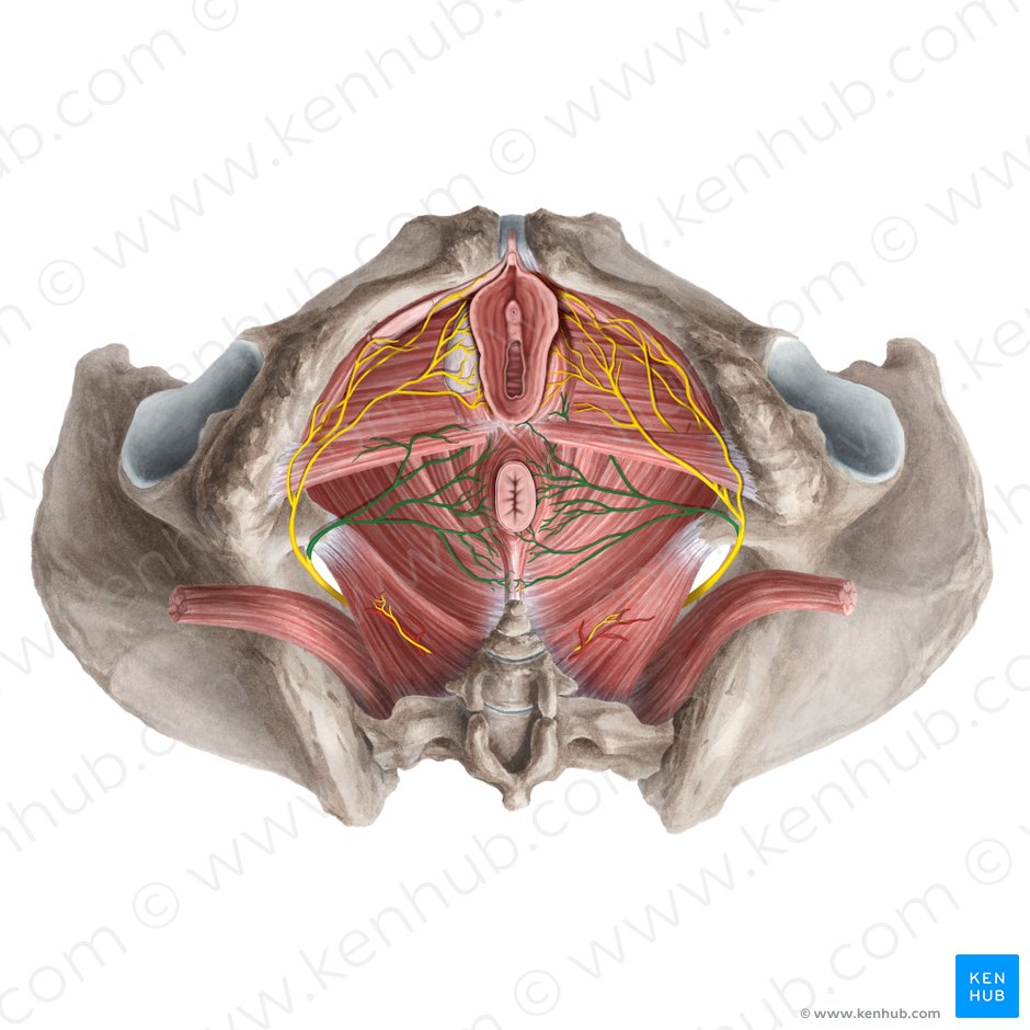 Inferior anal nerve (Nervus analis inferior); Image: Rebecca Betts