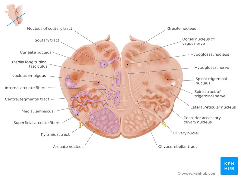 Overview: Medulla at the hypoglossal nerve level