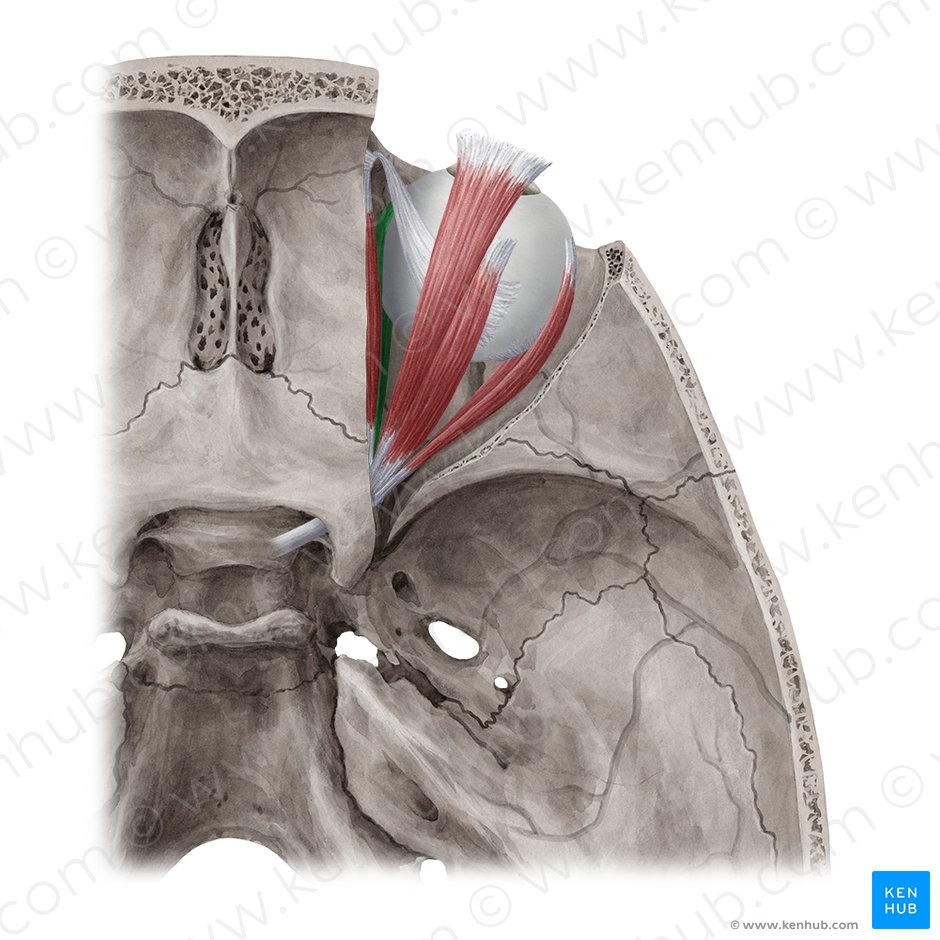 Medial rectus muscle (Musculus rectus medialis); Image: Yousun Koh
