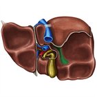 Fígado e vesícula biliar